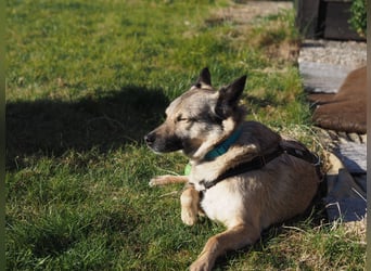 Jack, ein Kuschelbär mit Stummelschwanz