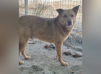 FEIVEL, Rüde, 3,5 Jahre, 46cm, Mischling, Tierschutz