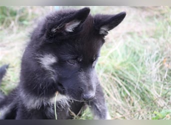 Eurasier - A. Malamute Nord-Hybrid Welpe:  Hündin, Name: Akota