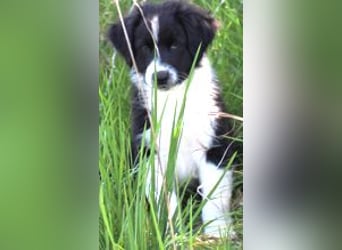 Australian Shepherd Welpe (reinrassig)