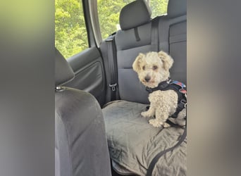 Reserviert! Bichon-Mix MAYA