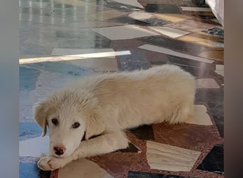 Rufus sucht wundervolles Zuhause für immer!
