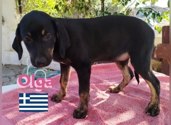 Olga, 01/25 - süßes Schlappöhrchen sucht Familie,bereits auf PS in 40723 Hilden