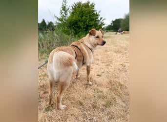 Supersozialer ZACK freut sich auf Pflegestelle Kammlach dich kennenzulernen