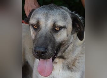 Thalles - An alle Kangal Fans: Obacht, hier kommt Thalles!