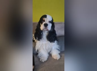 Luna, unsere Cockerhündin, 4 1/2 Jahre alt, sucht liebevolle Familie