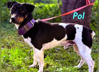 Pol 01/2023 (ESP) - warmherziger und charmanter, kleiner Bodeguero Mix!