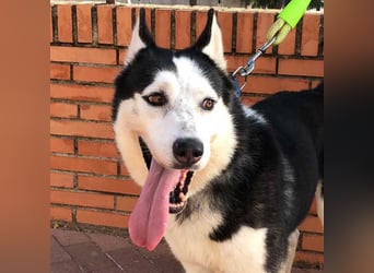 RIKU-Traumhusky gesucht?Liebenswertes ,neugieriges,freundliches Kerlchen sucht Zuhause