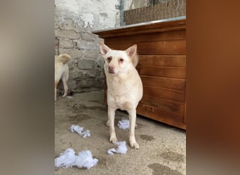 BIBA, Hündin, 3,5 Jahre, 43 cm, Mischling, Tierschutz
