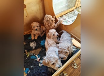 Wunderschöne Maltipoo Welpen
