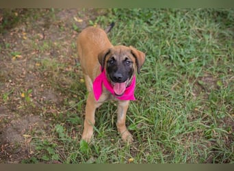 Chip 245967: Hundekind sucht ein Zuhause