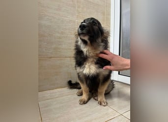 Bear - einfach alleine an der Straße ausgesetzt sucht jetzt ein Zuhause