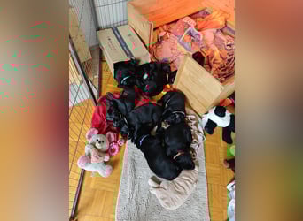 Labradorwelpen suchen bestes Zuhause