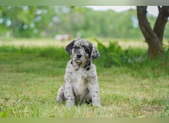 Aussiedor ( Australian Shepherd x Labrador) Welpen suchen neues Zuhause