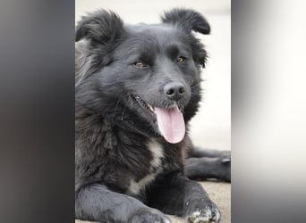 Molly absolut Anfänger geeignet