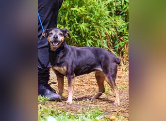 Fiona, Mix Pinscher / Chihuahua, lieb und verträglich