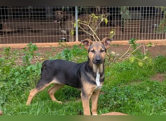 lieber Bruce sucht sein kuscheliges Zuhause