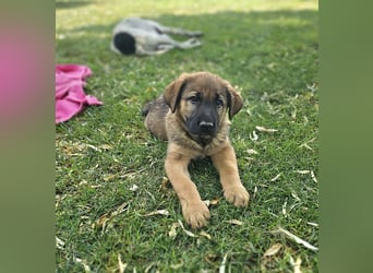PUKO ❤️ knuffiger Teamplayer
