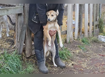 Kleiner Tierschutzhund Bröse❤️sucht Zuhause oder Pflegestelle