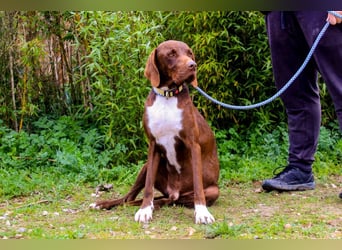 Emilio  - Pointer-Mix, lieb und verträglich