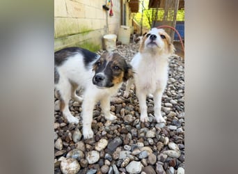 Zauberhaftes Hundemädchen ANNEMARIE ist neugierig und verspielt