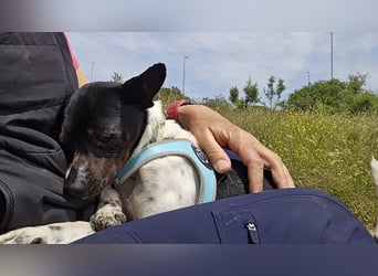 Floh: jetzt aber für immer