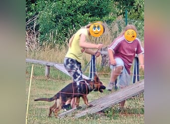 Dunkelgraue Schäferhunde aus Kör-u.Leistungzucht