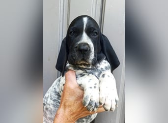 Braque d'Auvergne (Auvergne Vorstehhund) Welpe