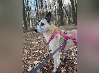 PALOMA wartet in 41379 Brüggen