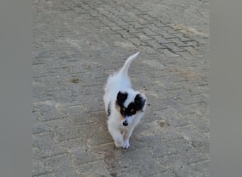 umzugsbereit, Reinr. Colliewelpen m. Ahnentafel zu verk.