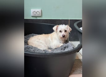 ♥SUSI♥ auf Pflegestelle bei Köln- bezaubernde, liebe, anfangs noch etwas zurückhaltende Hündin 35 cm