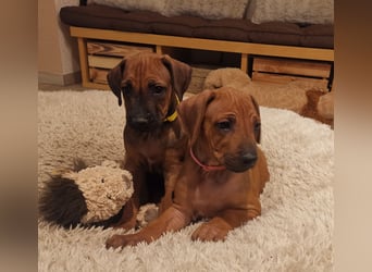 Rhodesian Ridgeback Welpen mit Papiere