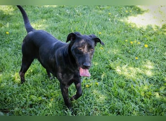Rabea: sucht ein Zuhause