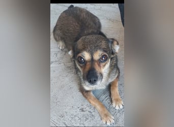 Pixie Chihuahua-Mix zuckersüße Zwerge
