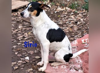 Sirio 04/2022 (ESP) - sozialer und unkomplizierter Ratonero Bodeguero Andaluz!