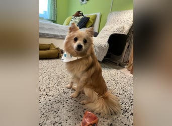 Rusty SR - Fröhlicher Schatz auf der Suche nach seinem Zuhause