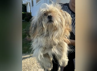 Chip 230885: Sucht ein Zuhause
