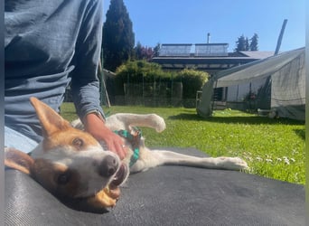 AVANI sucht ein Zuhause