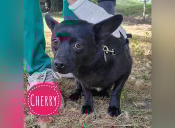 Cherry braucht nur Geborgenheit