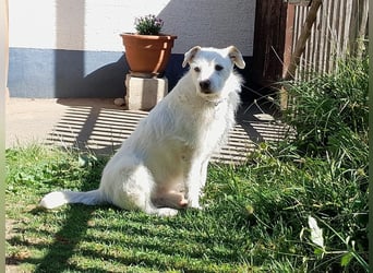 BENNY sucht ein Zuhause