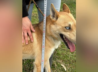 Nico, geboren 01.05.2023, 54cm sucht aktive Menschen
