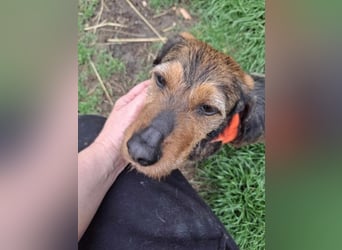 Zizi, kleine Dackel Dame möchte um die Wette flitzen