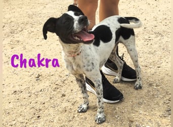 Chakra geb. 01/2025 (ESP) - sympathische und fröhliche Pointer-Bodeguero-Mix Welpin!