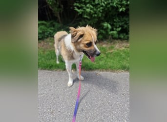 BENJI (*2024) auf Pflegestelle in 86989 Steingarten