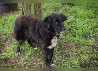 Solon: Tapferer Hundeopa
