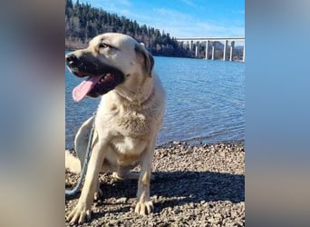 Riesen"Baby"Kangal♥Ares♥ 99718 Greussen
