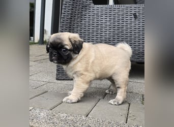 Mops Welpen  ( Altdeutsche )
