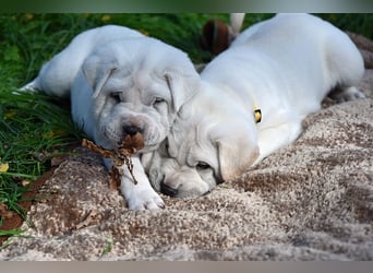 Shar-Pei x Labrador Mix Welpe Frenchy stellt sich vor......