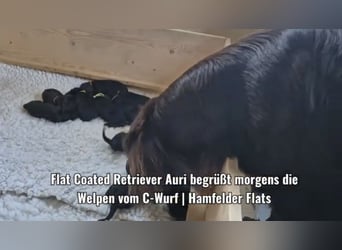 Schwarzer Flat Coated Retriever Rüdenwelpe