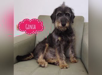 Ginia eine feine Lady